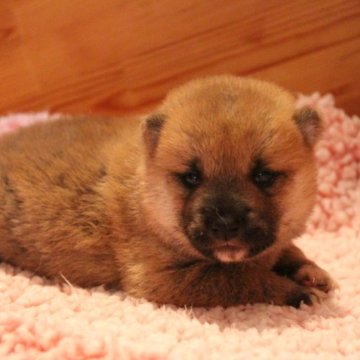 柴犬(豆柴)【北海道・女の子・2023年4月23日・赤】の写真「良質な女の子です！」