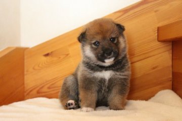 柴犬(標準サイズ)【北海道・男の子・2021年9月13日・赤】の写真「初めての方も一緒に生活しやすい性格です。」