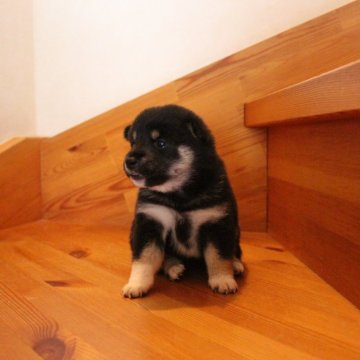 柴犬(豆柴)【北海道・女の子・2023年7月13日・黒】の写真「毛の配色が綺麗で小柄で可愛い女の子」