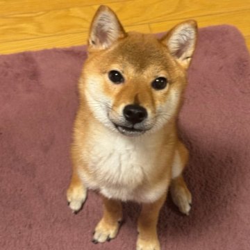 柴犬(標準サイズ)【北海道・男の子・2023年10月30日・赤】の写真「無邪気で遊びが大好きな元気な小柄な男の子♩」