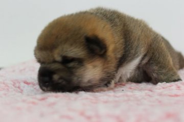 柴犬(標準サイズ)【北海道・女の子・2021年5月13日・赤】の写真「温厚でおしとやか」