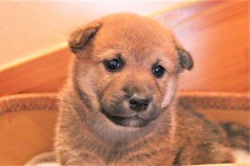 柴犬(標準サイズ)【北海道・男の子・2021年5月21日・赤】の写真「可愛さバツグン＆小柄な男の子」