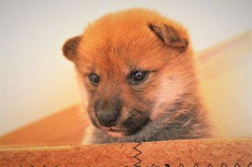 柴犬(標準サイズ)【北海道・女の子・2021年5月21日・赤】の写真「小柄でキュートな女の子」