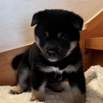 柴犬(標準サイズ)【北海道・男の子・2023年11月30日・黒】の写真「綺麗な黒毛、優良血統の男の子。」