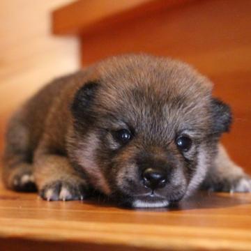 柴犬(標準サイズ)【北海道・女の子・2022年7月30日・赤】の写真「兄妹の中で一番小柄！可愛い女の子。」