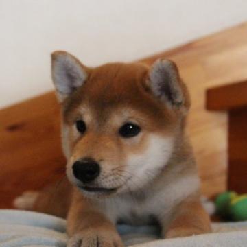 柴犬(標準サイズ)【北海道・男の子・2022年7月30日・赤】の写真「守ってあげたくなる男の子♬」