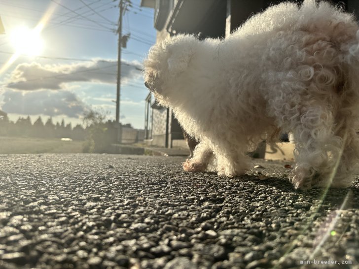 雄大な自然の中で育っています｜堀田　喜晴(ほりた　よしはる)ブリーダー(富山県・ラブラドールレトリバーなど・JKC登録)の紹介写真2