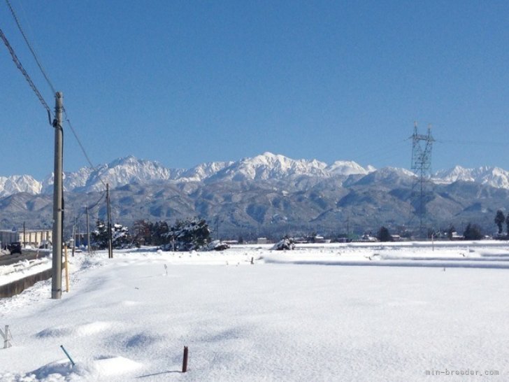 霊峰立山が望む豊かな自然環境が心身ともに健康な犬を生み出します｜堀田　喜晴(ほりた　よしはる)ブリーダー(富山県・ラブラドールレトリバーなど・JKC登録)の紹介写真4