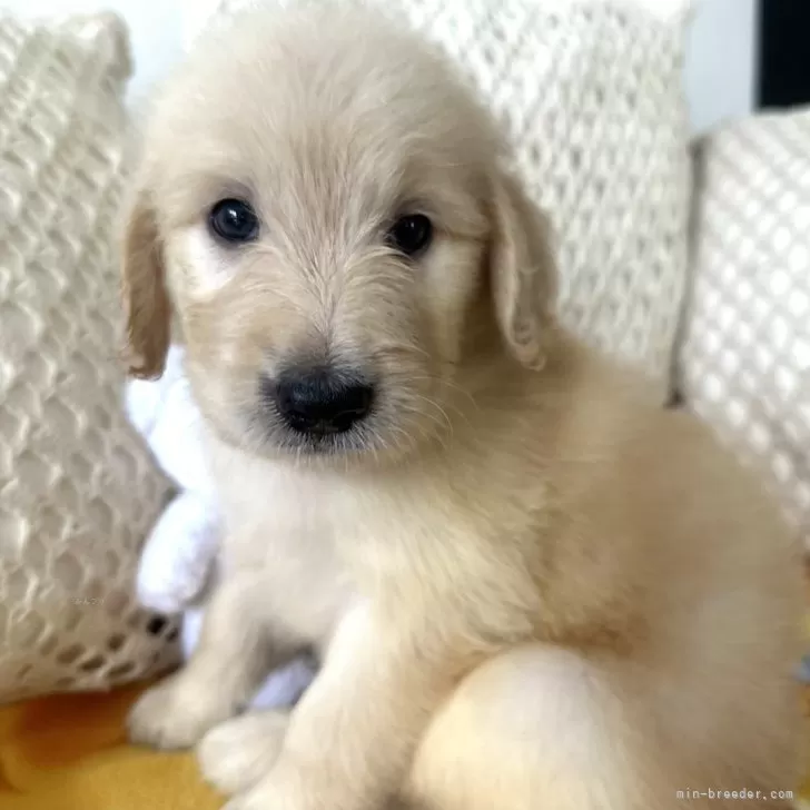 ナナママ 様のお迎えした子犬