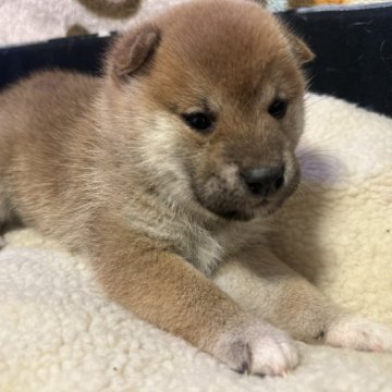 柴犬(標準サイズ)【富山県・女の子・2023年3月1日・赤】の写真「良血統！！たぬき顔のかわいい女の子🐶」