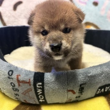 柴犬(標準サイズ)【富山県・女の子・2023年3月1日・赤】の写真「良血統！！たぬき顔のかわいい女の子🐶」