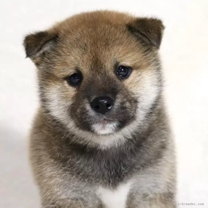 シマコ 様のお迎えした子犬