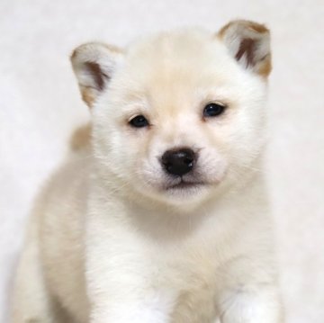 柴犬(標準サイズ)【滋賀県・女の子・2025年1月12日・白】の写真「白柴の綺麗なお顔の女の子です🐶🌸」