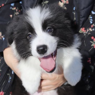 ボーダーコリー【滋賀県・男の子・2025年1月16日・ブラック&ホワイト】の写真「おっとりさん🐶💕」