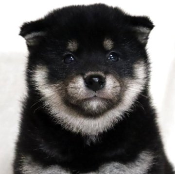 柴犬(標準サイズ)【滋賀県・男の子・2025年3月20日・黒】の写真「お父さん日保本部賞✨可愛いお顔の男の子です🐶🌸」
