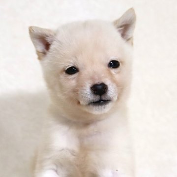 柴犬(標準サイズ)【滋賀県・女の子・2024年10月28日・白】の写真「とっても小ぶり✨可愛いお顔の女の子です🐶🌸」