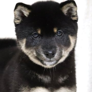 柴犬(標準サイズ)【滋賀県・男の子・2024年11月13日・黒】の写真「お父さん日保本部賞✨可愛いお顔の男の子です🐶🌸」