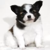 パピヨン