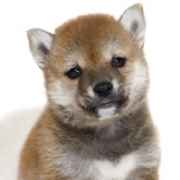 柴犬