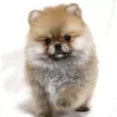 ポメラニアン
