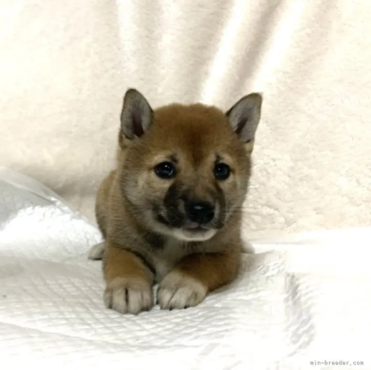 まろ 様のお迎えした子犬