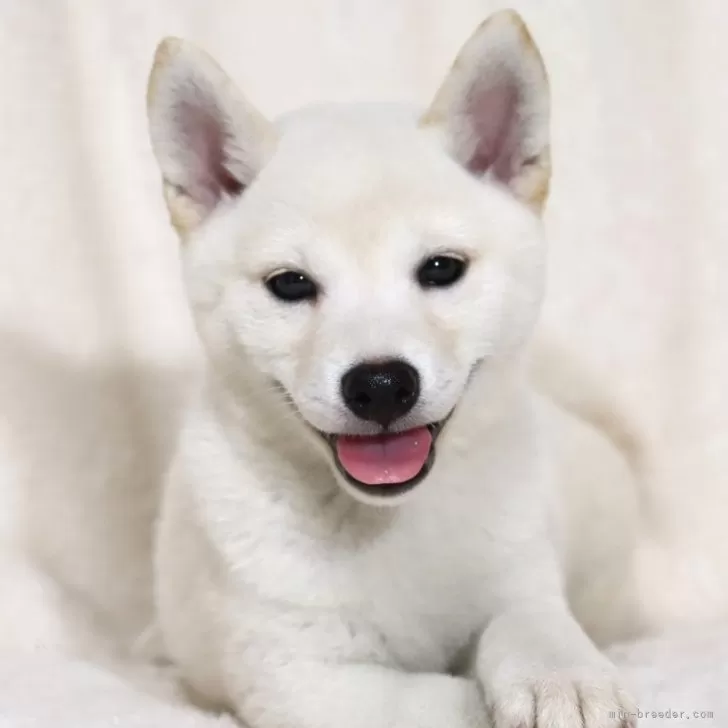 柴犬(標準サイズ)【滋賀県・女の子・2024年6月7日・白】の写真1