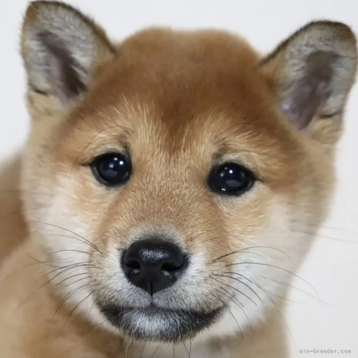 柴犬(標準サイズ)【滋賀県・女の子・2024年1月21日・赤】の写真1