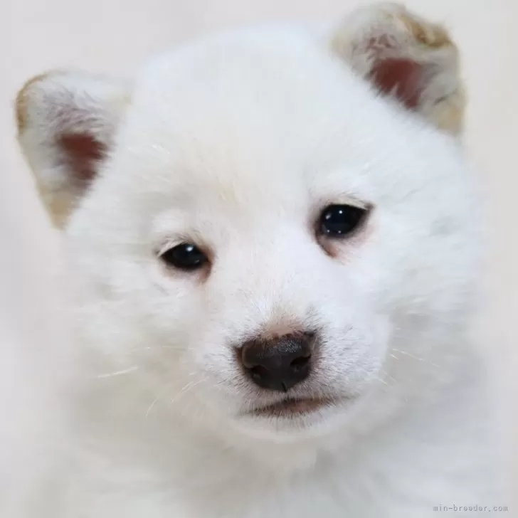 柴犬(標準サイズ)【滋賀県・男の子・2024年3月9日・白】の写真1