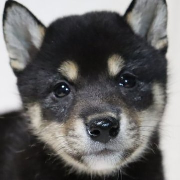 柴犬(標準サイズ)【滋賀県・女の子・2024年4月6日・黒】の写真「可愛いお顔♪🐶🌸」