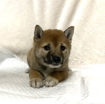 柴犬(標準サイズ)【滋賀県・女の子・2023年10月8日・赤】の写真「可愛いお顔♡」