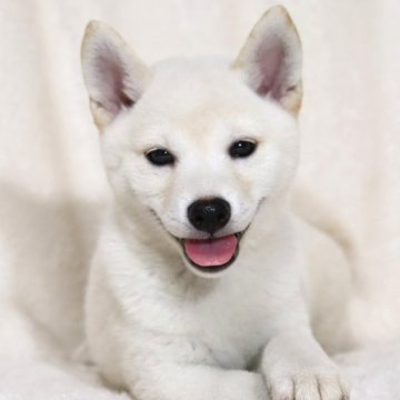 柴犬(標準サイズ)【滋賀県・女の子・2024年6月7日・白】の写真「綺麗な白柴の女の子です🐶🌸」