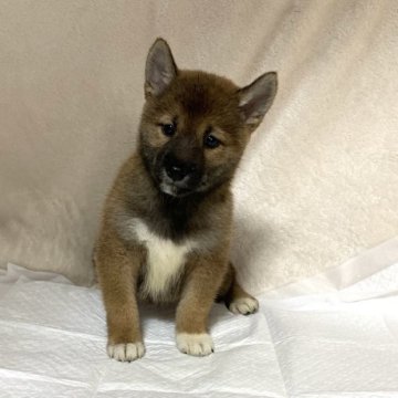 柴犬(標準サイズ)【滋賀県・女の子・2023年8月20日・赤】の写真「可愛いお顔♡」