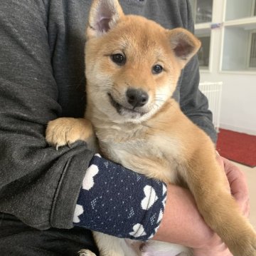 柴犬(標準サイズ)【滋賀県・男の子・2023年10月18日・赤】の写真「可愛いお顔♡」