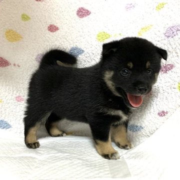 柴犬(標準サイズ)【滋賀県・女の子・2023年6月2日・黒】の写真「可愛いお顔♡」