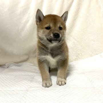 柴犬(標準サイズ)【滋賀県・男の子・2023年10月8日・赤】の写真「可愛いお顔♡」