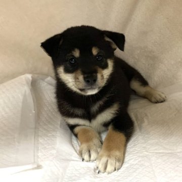 柴犬(標準サイズ)【滋賀県・男の子・2023年8月20日・黒】の写真「可愛いお顔♡」