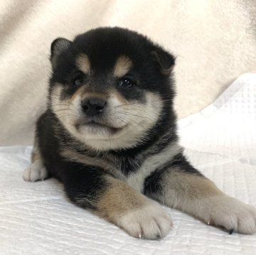 柴犬(標準サイズ)【滋賀県・男の子・2023年11月8日・黒】の写真「可愛いお顔♡父犬.日保本部賞受賞」