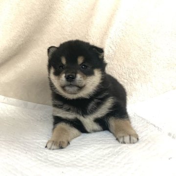 柴犬(標準サイズ)【滋賀県・女の子・2023年11月8日・黒】の写真「可愛いお顔♡父犬.日保本部賞受賞」