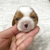 キャバリア