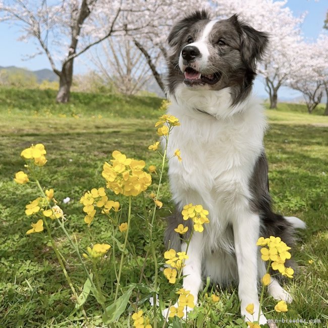 塚本裕子ブリーダー