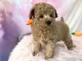 タイニープードル【茨城県・女の子・2025年1月29日・アプリコット】の写真8「後ろに何かあるかな？🐶💕」