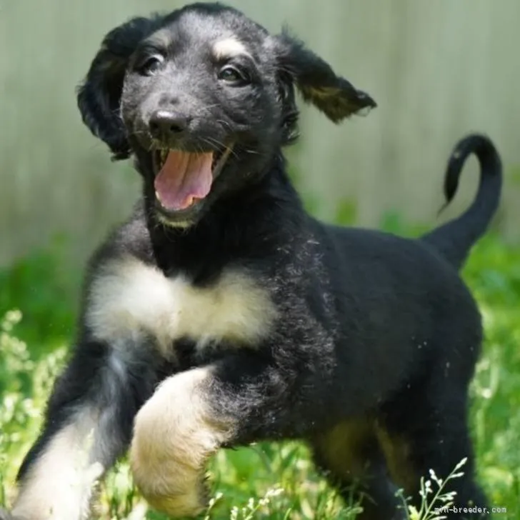 H.S 様のお迎えした子犬