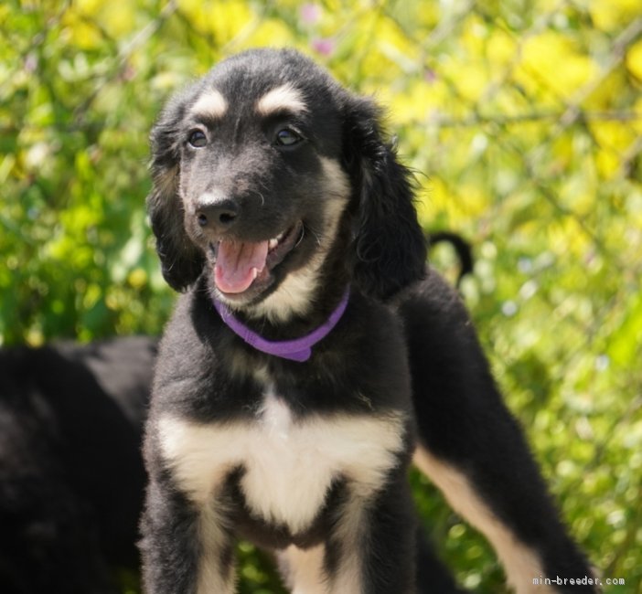 犬アレルギーの原因と対策 アレルギーを起こしにくい犬種は みんなのブリーダー