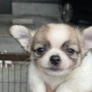 チワワ(ロング)【鹿児島県・男の子・2023年4月26日・パーティー】の写真「お父さんチャンピオン犬です🐕」