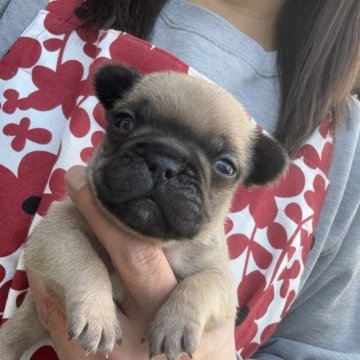 フレンチブルドッグ【東京都・女の子・2024年11月11日・フォーン(ブラックマスク)】の写真「姉妹犬の中で1番小さな可愛い女の子です💖」