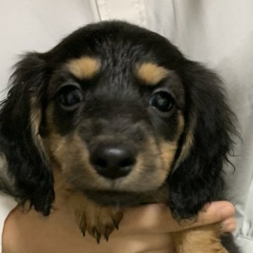 ミニチュアダックスフンド(ロング)【大分県・女の子・2024年10月8日・ブラックタン】の写真「可愛い女の子です！」