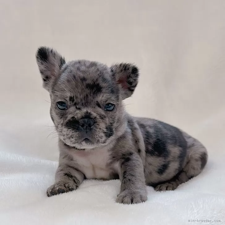 ジャック 様のお迎えした子犬