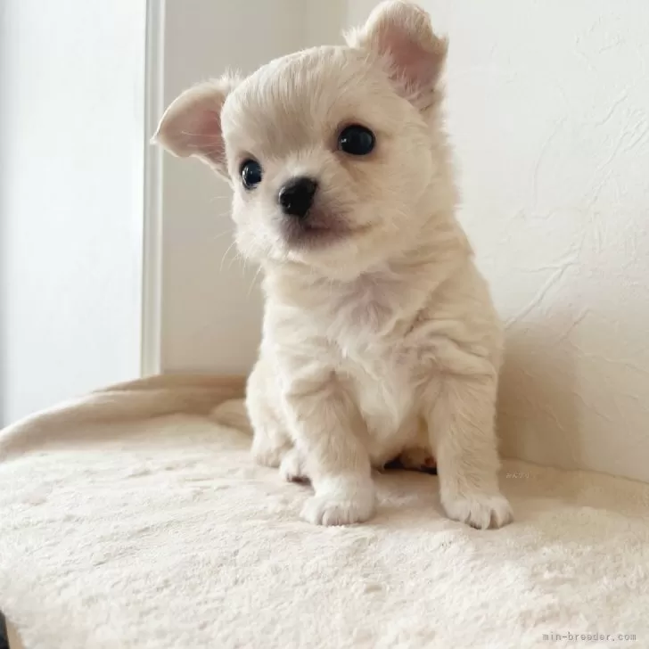 かなつけい 様のお迎えした子犬