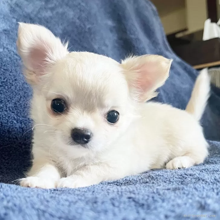 チェリー 様のお迎えした子犬