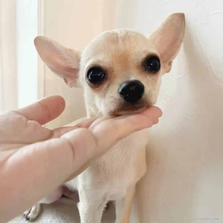 なつ君の家族 様のお迎えした子犬